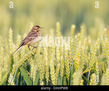 Juvenile gelbe Bachstelze Motacilla Flava thront auf Weizen Stockfoto