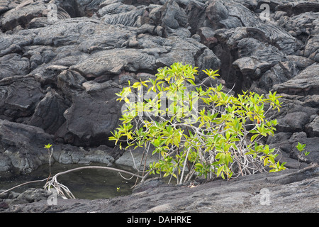 Primäre Nachfolge mit roter Mangrove (Rhizophora mangle) zur Besiedlung eines kleinen Salzpools auf Pahoehoe Lava auf den Galapagos-Inseln, Ecuador Stockfoto