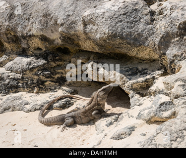 Leguan sonnte sich durch die Felsen an einem Strand in Cozumel, Mexiko. Stockfoto