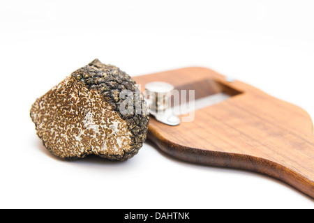 Schwarzer Sommer Trüffel / Tuber Aestivum Stockfoto