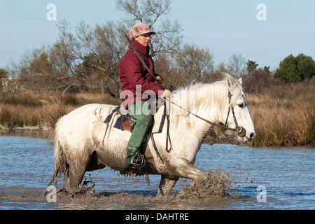 Französische weibliche Gardianin auf der Camargue reiten durch Sumpfland in Südfrankreich Stockfoto