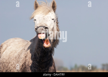 Pferd macht lustige Gesicht und zeigt Zähne Stockfoto