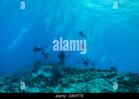 Acht Taucher Tauchen vor der Küste von Cozumel, Mexiko. Stockfoto