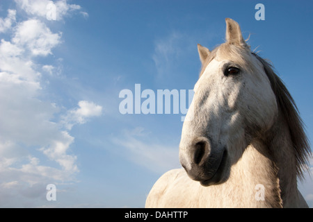 Camargue Pferdekopf aus nächster Nähe Stockfoto