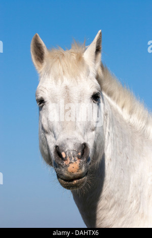 Camargue-Pferd zwinkert, blauer Himmelshintergrund Stockfoto