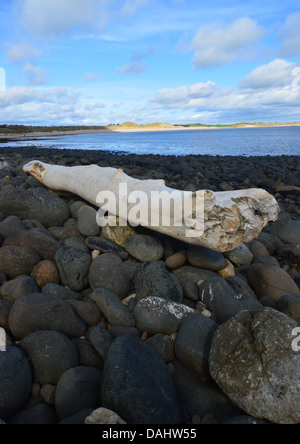 Großer Baumstamm Treibholz auf Embleton Bay auf St. Oswald Weise lange Entfernung Fußweg Northumberland Küste Stockfoto