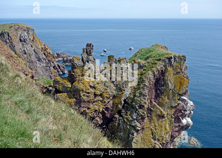 Meeresklippen in St. Abbs Head National Nature Reserve zwischen den Leuchtturm (Norden) & St. Abbs (Süden) in Scottish Borders Stockfoto