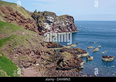 Meeresklippen in St. Abbs Head National Nature Reserve zwischen den Leuchtturm (Norden) & St. Abbs (Süden) in Scottish Borders Stockfoto