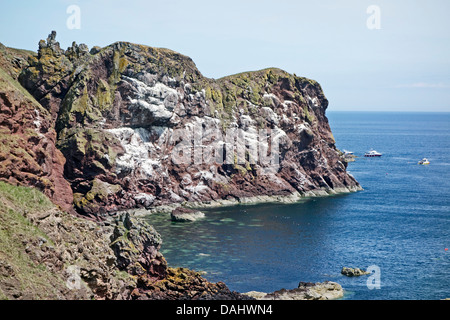 Meeresklippen in St. Abbs Head National Nature Reserve zwischen den Leuchtturm (Norden) & St. Abbs (Süden) in Scottish Borders Stockfoto