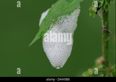 Cuckoo Spit ist eine weiße, schaumige Flüssigkeit abgesondert von den unreifen Nymphen von einem saugenden Insekten bekannt als ein Blutzikade Stockfoto