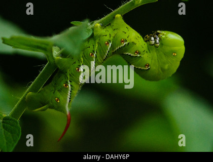 Tabak Hornworm, (Manduca Sexta) auf eine Tomatenpflanze Stockfoto