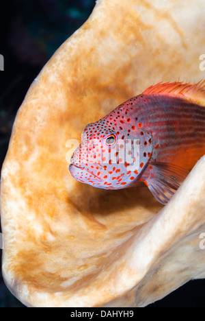 Sommersprossiges Hawkfish, Paracirrhites Forsteri, Bunaken Marine Park, Nord Sulawesi, Indonesien, Pazifik Stockfoto