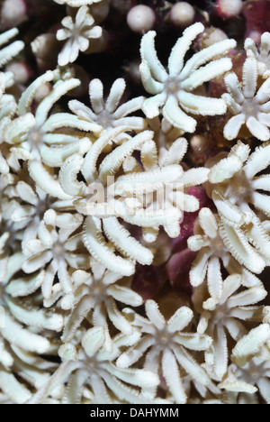 Orgel Rohr Koralle Polypen, Tubipora Musica, Bunaken Marine Park, Nord Sulawesi, Indonesien, Pazifik Stockfoto