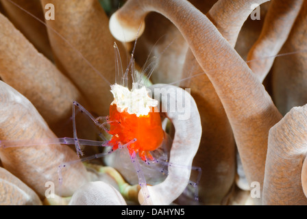 Pilz Korallen Garnelen, Cuapetes Kororensis, Bunaken Marine Park, Nord-Sulawesi, Indonesien, Pazifik Stockfoto