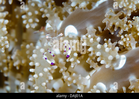 Holthuis Anemone Garnelen, Ancylomenes Holthuisi, Lembeh Strait, Sulawesi, Indonesien, Pazifik Stockfoto