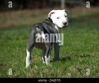 Pitbull Welpen rückblickend über die Schulter in einem Feld. Stockfoto