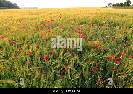 Gerstenfeld mit Mohn, Hordeum Vulgare, Landwirtschaft Ernte Felder England UK Stockfoto