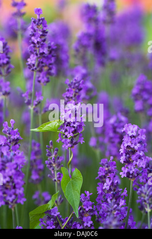 Ackerwinde wächst um Lavendel in einem englischen Garten. Stockfoto