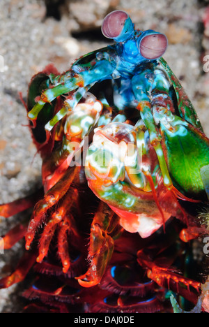 Peacock Fangschreckenkrebs, Odontodactylus Scyllarus, Lembeh Strait, Sulawesi, Indonesien, Pazifik Stockfoto