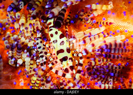 Coleman Garnelen, Periclimenes Colemani, Lembeh Strait, Sulawesi, Indonesien, Pazifik Stockfoto