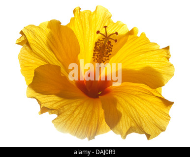 Hintergrundbeleuchtung single Yellow Hibiscus isoliert Stockfoto