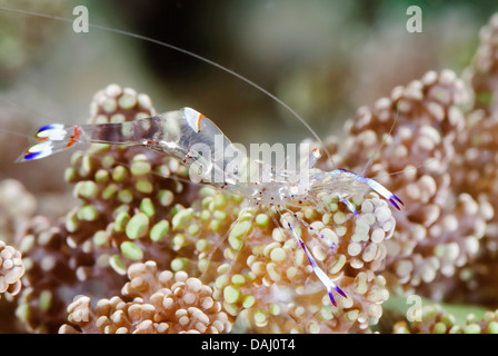 Holthuis Anemone Garnelen, Ancylomenes Holthuisi, Lembeh Strait, Sulawesi, Indonesien, Pazifik Stockfoto