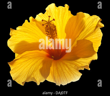 Hintergrundbeleuchtung single Yellow Hibiscus isoliert Stockfoto