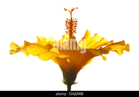 Hintergrundbeleuchtung single Yellow Hibiscus isoliert Stockfoto