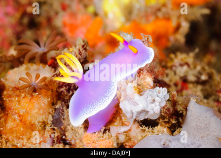 Seeschnecke oder Nacktschnecken, Hypselodoris Apolegma, Lembeh Strait, Sulawesi, Indonesien, Pazifik Stockfoto