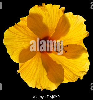 Hintergrundbeleuchtung single Yellow Hibiscus isoliert Stockfoto