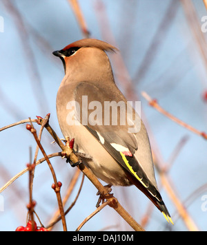 Nahaufnahme von einem wandernden böhmischen Seidenschwanz (Bombycilla Garrulus) Futtersuche Beeren im Winter (20 Bilder in Serie) Stockfoto