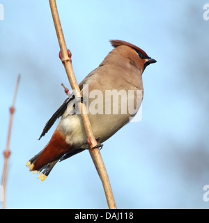 Nahaufnahme von einem wandernden böhmischen Seidenschwanz (Bombycilla Garrulus) Futtersuche Beeren im Winter (20 Bilder in Serie) Stockfoto