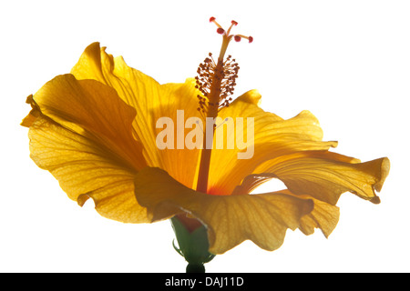 Hintergrundbeleuchtung single Yellow Hibiscus isoliert Stockfoto