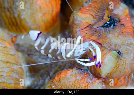 Herrliche Anemone Garnelen, Ancylomenes Magnifica, Lembeh Strait, Sulawesi, Indonesien, Pazifik Stockfoto