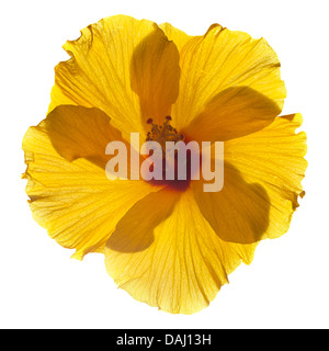 Hintergrundbeleuchtung single Yellow Hibiscus isoliert Stockfoto