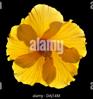 Hintergrundbeleuchtung single Yellow Hibiscus isoliert Stockfoto