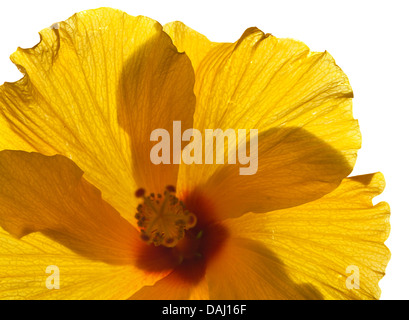 Hintergrundbeleuchtung single Yellow Hibiscus isoliert Stockfoto