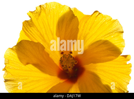 Hintergrundbeleuchtung single Yellow Hibiscus isoliert Stockfoto