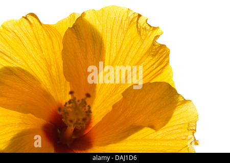 Hintergrundbeleuchtung single Yellow Hibiscus isoliert Stockfoto