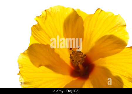 Hintergrundbeleuchtung single Yellow Hibiscus isoliert Stockfoto