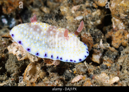 Seeschnecke oder Nacktschnecken, Goniobranchus Aureopurpureus, Lembeh Strait, Sulawesi, Indonesien Stockfoto