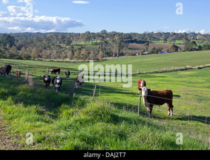 Bäume ländlich geprägtes Land Kühe Herde Bauernhof Landwirtschaft Landwirtschaft landwirtschaftliche Fleurieu Peninsula Süd Australien Australien Stockfoto