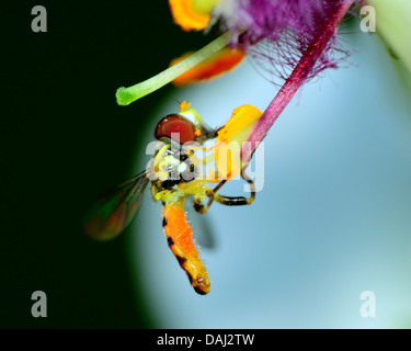 Hoverfly thront auf einer Blume, die Pollen zu sammeln. Stockfoto