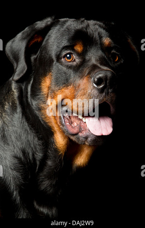 Hoher Kontrast Studio Portrait eines erwachsenen männlichen Rottweiler reinrassigen Hund Stockfoto