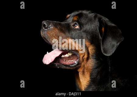 Hoher Kontrast Studio Portrait eines erwachsenen männlichen Rottweiler reinrassigen Hund Stockfoto