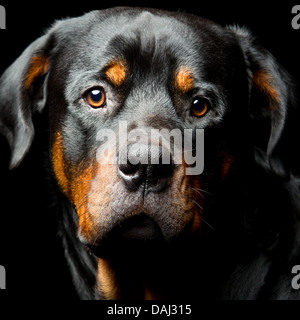 Hoher Kontrast Studio Portrait eines erwachsenen männlichen Rottweiler reinrassigen Hund Stockfoto