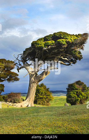 Wind fegte Baum auf der Südinsel von Neuseeland Stockfoto