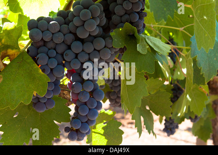 Reife Weintrauben (Vitis vinifera cultivar), die zur Ernte bereit sind Stockfoto