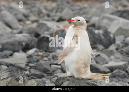 Gentoo Penguin (Pygoscelis Papua) Albino Erwachsener, stehend auf Land, Waterboat Punkt, Antarktis Stockfoto