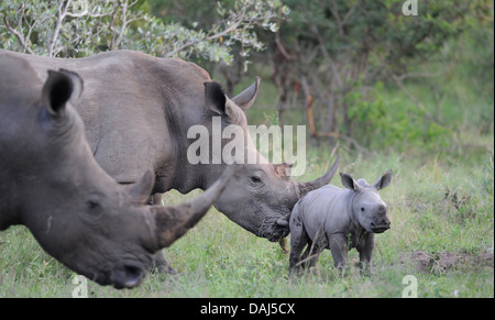 Breitmaulnashorn männlich weiblich und Cub Weiden nach dem Regen Stockfoto